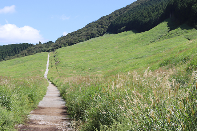 すすき草原_016