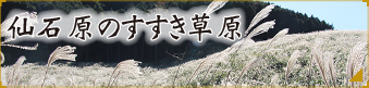 仙石原のススキ草原